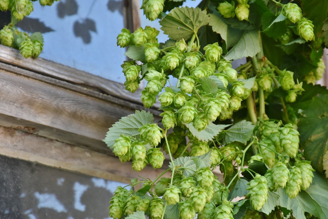 hop-harvest-1596086_1920